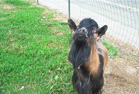 le bouc